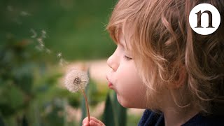 The secret physics of dandelion seeds [upl. by Yeliw]