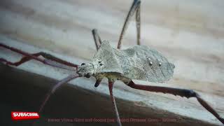 Exploring Giant Leaffooted Bug under a Microscope [upl. by Hanzelin]