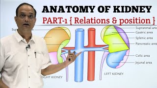 ANATOMY OF KIDNEY  RELATION [upl. by Ennaehr]