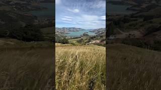 Akaroa Harbour as seen from the Summit Road Crater Rim Road on New Zealands South Island 🇳🇿 [upl. by Reahard]