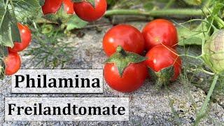 Freilandtomate Philamina I Eine zuckersüße Bonbontomate für Groß amp Klein [upl. by Norvin]