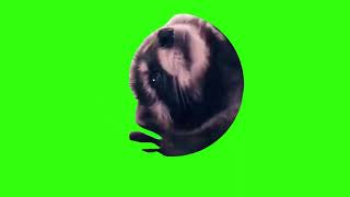 Dancing raccoon Meme Green Screen [upl. by Willumsen]