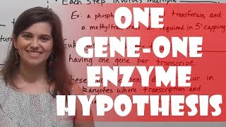 One GeneOne Enzyme Hypothesis Beadle amp Tatum Experiment [upl. by Reltuc]