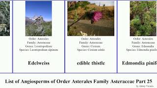 List of Angiosperms of Order Asterales Family Asteraceae Part 25 echinops eastern dwarf fleabane [upl. by Yelyak]