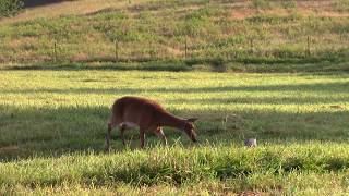 FAWN DISTRESS  DEER and COYOTE Magnet [upl. by Mil19]