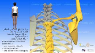 Les mouvements de la scapula حركات عظم الكتف [upl. by Sanfo572]