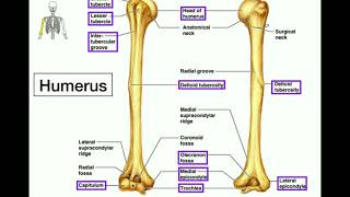 Anatomy  Specific Bony Features of the Humerus amp Left vs Right [upl. by Pallua]