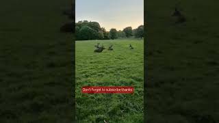 🇬🇧🦌Deer Park ukvlog nature walkthrough relaxing ukvlogPark [upl. by Dougy853]