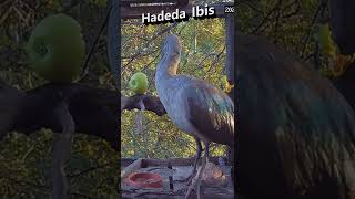 Hadeda Ibis shorts [upl. by Schuler]