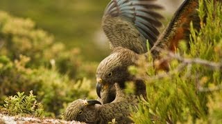 Kea parrots respond to play call kea parrot laugh [upl. by Edvard]