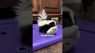 The Skunk’s Powerful Defense Mechanism animalfacts skunks [upl. by Piper989]