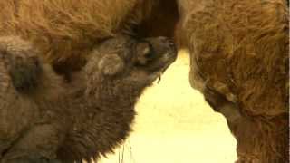 Bactrian Camel Birth  Cincinnati Zoo [upl. by Ummersen826]