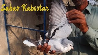 Kabootar Bazi In Pakistan  Sabaz Kaboutar Ki Pechan Ka Tarika [upl. by Lateehs402]