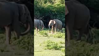 Unforgettable moments with unforgettable beingsYala National park Sri Lanka beach musictravell [upl. by Firahs]