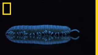 Watch These Millipedes Glow in the Dark  National Geographic [upl. by Bowe855]