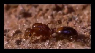 Formigas lava pés Fire Ants Gênero Solenopsis [upl. by Akiwak517]