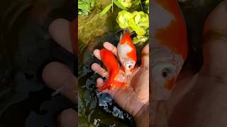 Amazing Catch Catfish In mini Ponds TurtlesBettas GoldFish Frogs Angelfish GrouperFish [upl. by Bradlee358]