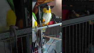 Tropical Birds with Names and Sounds in 4Kshort [upl. by Johannessen923]