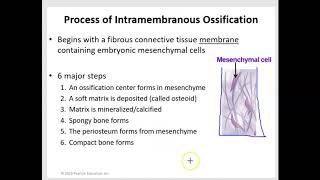 Intramembranous and Endochondral Ossification [upl. by Beera549]