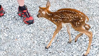 両親を救うために人間に跪いた小鹿。救助された翌朝、シカが思いがけないものを持って来た【感動】 [upl. by Lanaj]