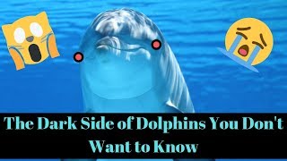 The Dark Side of Dolphins You Dont Want To Know [upl. by Sausa]