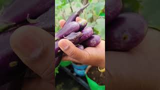 beautiful vegetables in Terrace Garden MaadithottamSachu [upl. by Eulalie198]