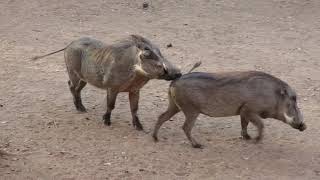 Warthog behavior in our yard in the bush in Marloth Park South Africa [upl. by Isaiah530]