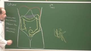 Abdomen et pelvis 11  Côlon Clinical anatomy of the colon [upl. by Atnuhs]