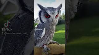 🔥🦉transformers owl optimus prime predator beautiful birds orange eyes nature africa fun [upl. by Calie]