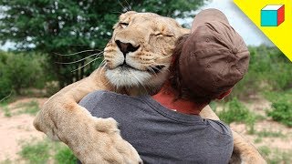 Top 10 Increíbles Animales Que Salvaron Vidas Humanas  TheRandomBox [upl. by Garrot]