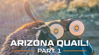 ARIZONA Quail Part 1 [upl. by Maro]