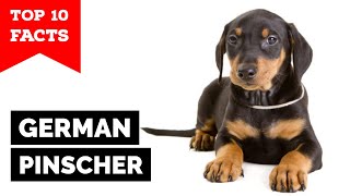 German Pinscher  Top 10 Facts [upl. by Ertemed802]