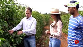 Tratamento de póscolheita e primeira florada do café  Geagro  Cuidando do Cafezal [upl. by Craig684]