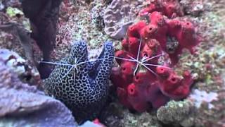 Skunk Cleaner Shrimp cleaning a Honeycomb Moray Eel  Mozambique [upl. by Attah39]