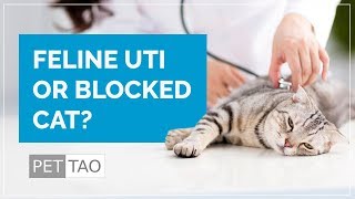 What are Blocked Cat Symptoms PET  TAO Holistic Pet Products [upl. by Luwana155]