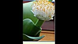 Haemanthus Blutblumen [upl. by Eitsym665]