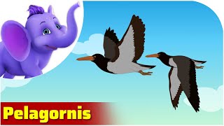 Pelagornis Sandersi  Prehistoric Animal Songs [upl. by Cilka33]