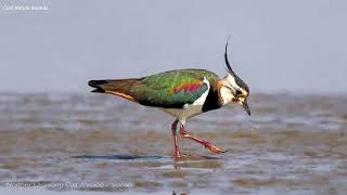 Northern Lapwing Call  Voice  Sounds  Vocals [upl. by Knute]