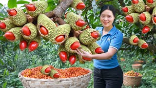 Harvesting Red Michelia Tonkinensis Doi Doi Fruit Go To The Market SellHarvesting Farm Produce [upl. by Oeht]