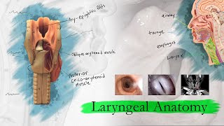 Introduction to Larynx Pharynx and Airway Anatomy [upl. by Assilla]