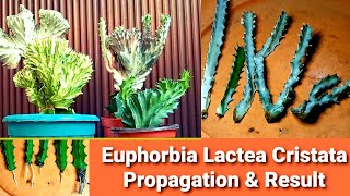 Euphorbia Lactea Cristata Propagation amp Result  Coral Cactus Varieties [upl. by Ocsisnarf]