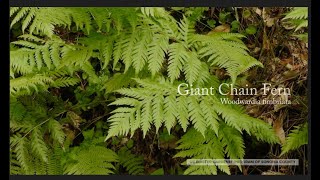 Giant Chain Fern Woodwardia fimbriata [upl. by Daus]