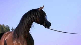 O Arabian  A Film Loveletter to the Incredible Arabian Horse [upl. by Atoel725]