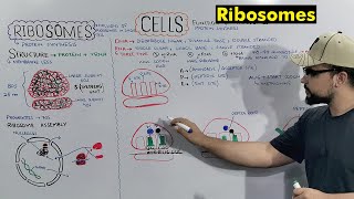 Ribosomes Protein Making Factory Structure and Function of Ribosomes Detailed Series [upl. by Hedvah90]