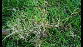 Bentgrass is my worst enemy [upl. by Ahar]