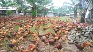 PETERNAK AYAM LUAR BIASA 20000 ekor ayam 5 kandang 👍🏼👍🏼 [upl. by Ilsel]