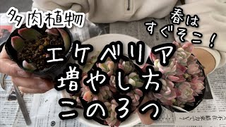 【多肉植物】エケベリアの増やし方3選 [upl. by Crosby291]