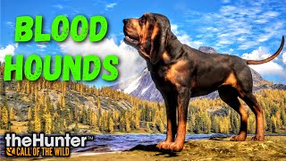 Bloodhounds Everything You Need To Know and How They Work  theHunter Call of the Wild [upl. by Margalit]