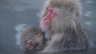 温泉ザルに外国人「クール！」長野県地獄谷野猿公苑 [upl. by Ettesel630]