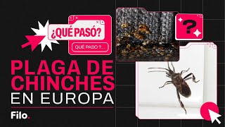 PLAGA de CHINCHES en Europa  QuéPasó [upl. by Umberto961]